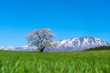 Ein einsamer Kirschblütenbaum mit zartrosa Blüten steht auf einer grünen Wiese in Iwate, umgeben von schneebedeckten Bergen und unter einem klaren blauen Himmel.